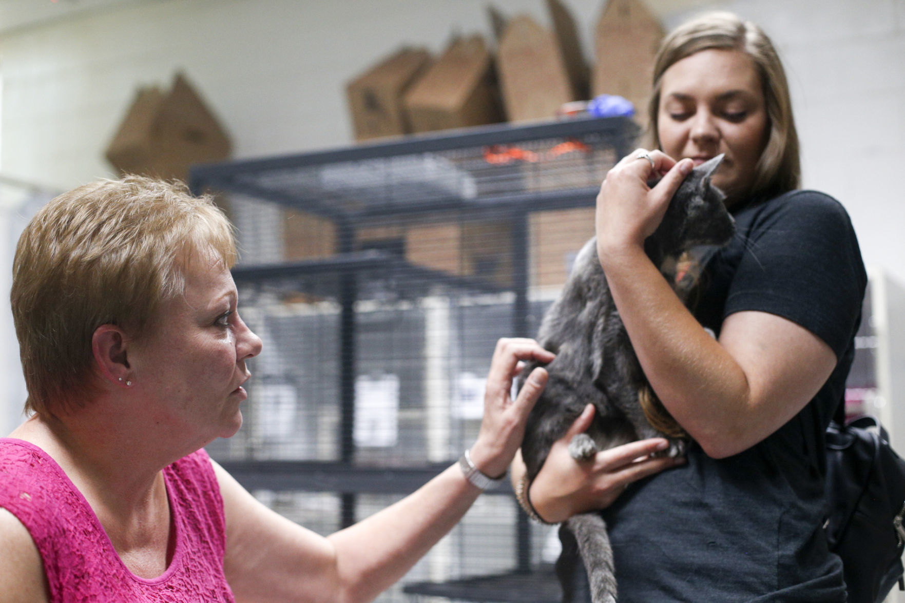 Clear the Shelter